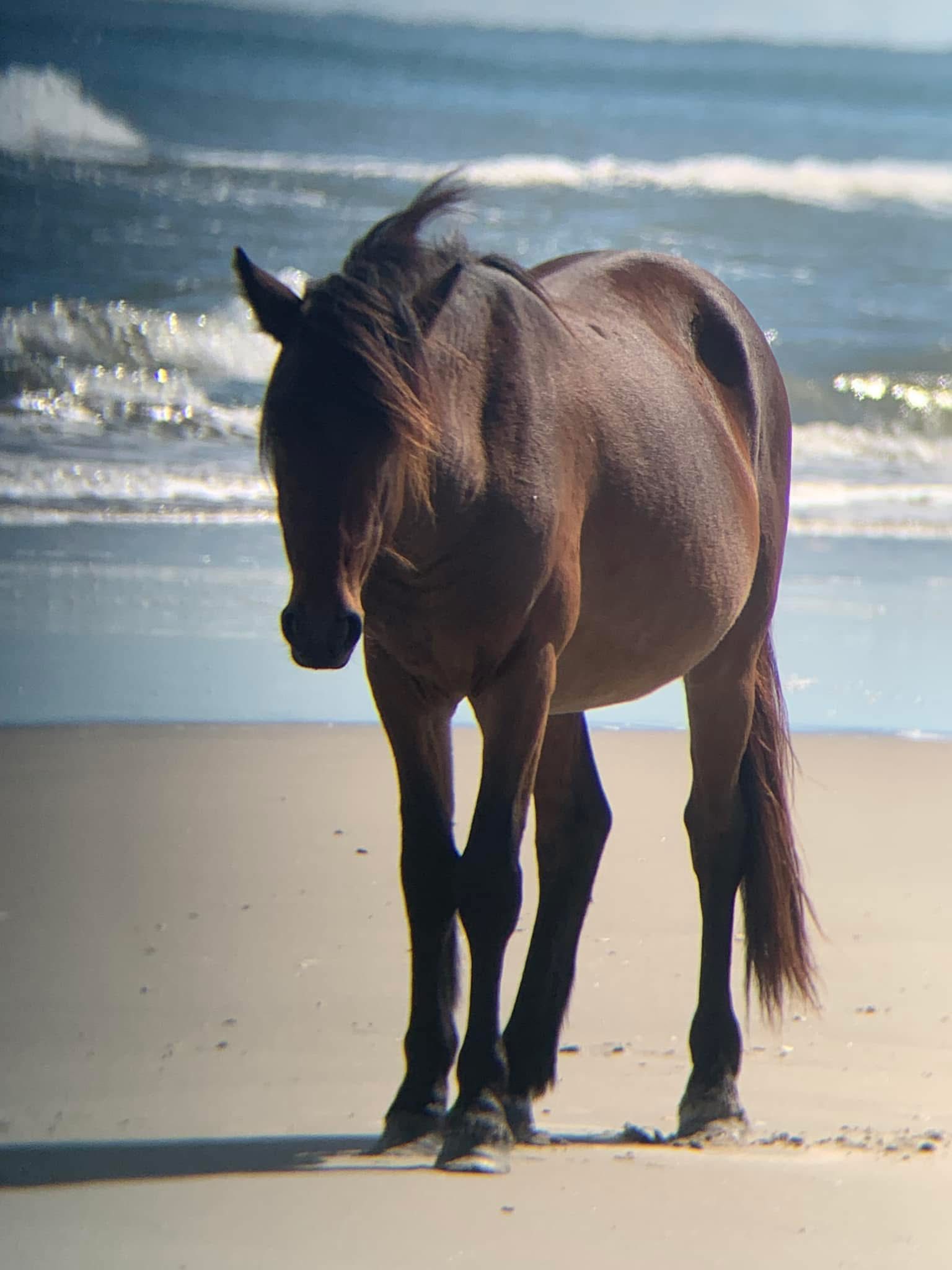 Wild stallion at Outer Banks hit and killed by DWI suspect