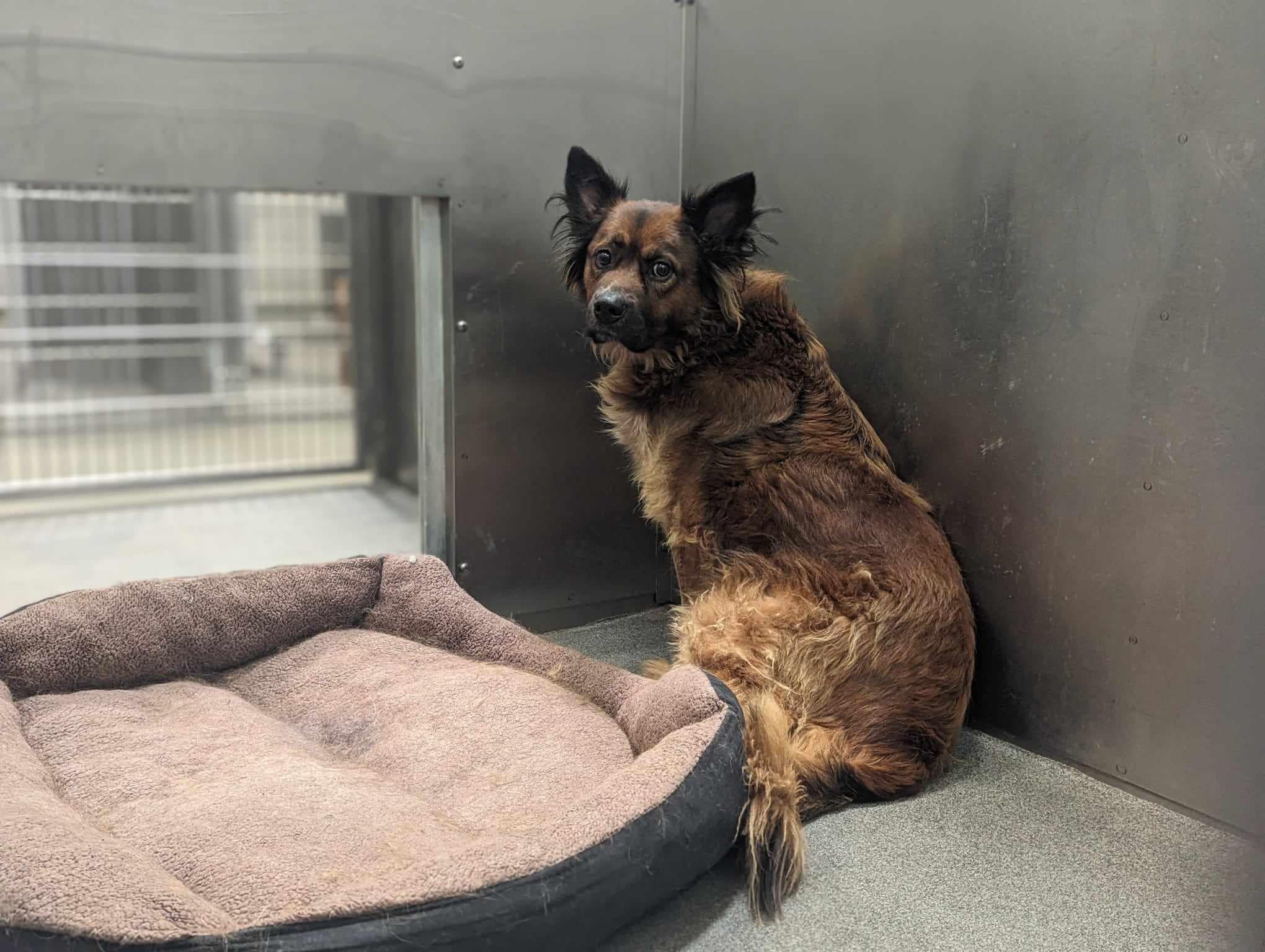 Handsome shepherd survived past of neglect but Texas shelter says he is too overwhelmed and will be put to sleep Handsome shepherd survived past of neglect but Texas shelter says he is too overwhelmed and will be put to sleep