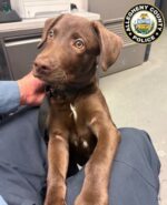 Puppy found running around airport abandoned by owner now charged with cruelty