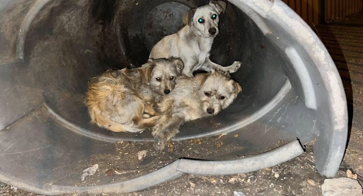 Rescuers arrive on cold night after heartless owner abandoned 3 tiny puppies in a trash can Rescuers arrive on cold night after heartless owner abandoned 3 tiny puppies in a trash can