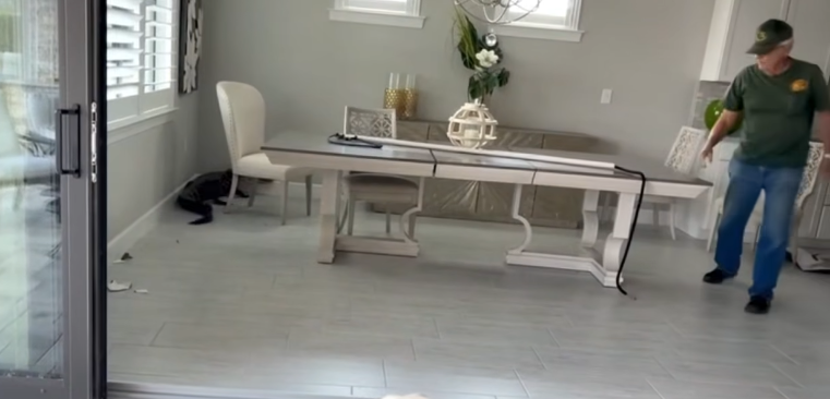 7-foot alligator makes itself at home in dining room of Florida homeowners