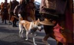 Internet celebrity dog Aloka accompanying Buddhist monks ‘Walk for Peace’ underwent successful surgery