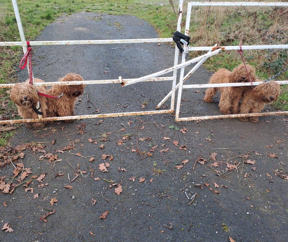 Four neglected and shivering puppies tied to gate found by cyclist and brought to safety for brighter futures Four neglected and shivering puppies tied to gate found by cyclist and brought to safety for brighter futures