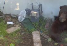 Wildlife officials try to lure 550+ pound bear out from underneath Altadena home