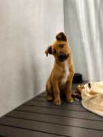 ‘Red List’ puppy should be playing fetch but instead waits on euthanasia list at California shelter