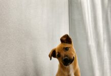 ‘Red List’ puppy should be playing fetch but instead waits on euthanasia list at California shelter