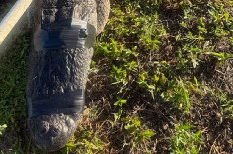 Florida woman grabbed by alligator while enjoying day on boat with husband and dog