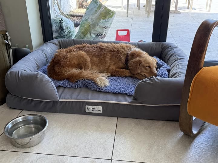 Shy retriever missing five weeks on incredible 40 mile journey rescued swimming from island Shy retriever missing five weeks on incredible 40 mile journey rescued swimming from island