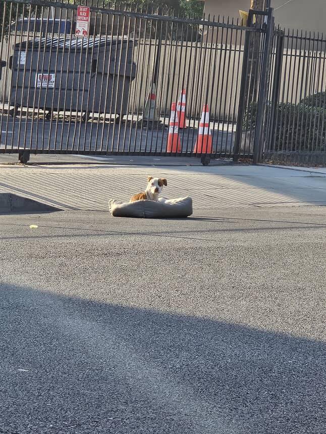 Heartbreaking: Abandoned dog left hiding under car with note attached until someone stole her bed Heartbreaking: Abandoned dog left hiding under car with note attached until someone stole her bed
