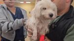 Woman charged with tossing malnourished poodle over 8 foot fence Woman charged with tossing malnourished poodle over 8 foot fence