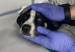 Rescuers not giving up on puppy found collapsed gasping for air inside children’s playground tunnel Rescuers not giving up on puppy found collapsed gasping for air inside children’s playground tunnel