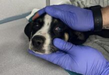 Rescuers not giving up on puppy found collapsed gasping for air inside children’s playground tunnel