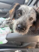 Everything we need to know about life, watch this dog who only understands loyalty