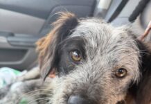 Everything we need to know about life, watch this dog who only understands loyalty