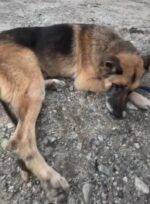 Senior shepherd abandoned under tarp in pouring rain attracts tearful attention wanting to save his life Senior shepherd abandoned under tarp in pouring rain attracts tearful attention wanting to save his life