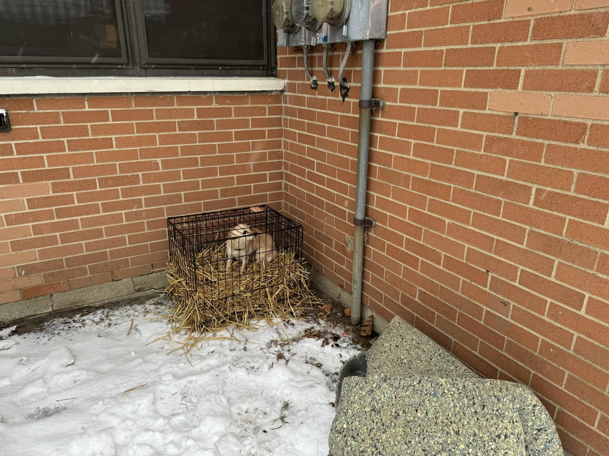 Humane agents rescued tiny shivering pup abandoned in outside apartment complex