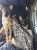 Both heartbreaking and overwhelming 93 dogs, puppies, cats and kittens rescued from Lancaster home