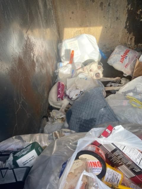 Ann Arbor police rescue dog tossed away as trash in dumpster