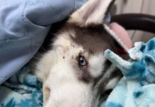 Police in Erie asking public’s help identifying person who left 6 month old husky abandoned in crate under bridge