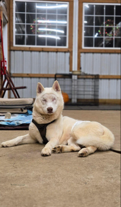 Husky found as a stray needing both eyes removed has fairytale ending in a most loving home