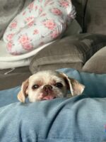 Ocala family to reunite with missing elderly Shih Tzu found at Long Island shelter months after disappearing Ocala family to reunite with missing elderly Shih Tzu found at Long Island shelter months after disappearing