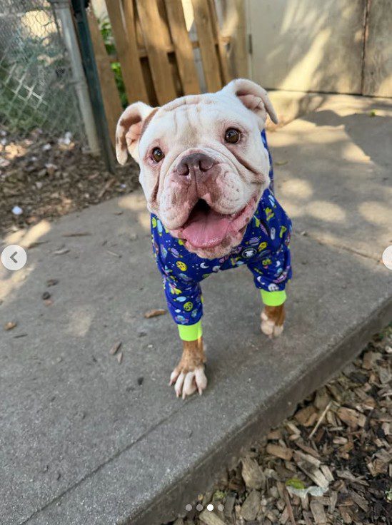 UPDATE: Bulldog left tied to gate of animal shelter with bullet in chest adopted UPDATE: Bulldog left tied to gate of animal shelter with bullet in chest adopted