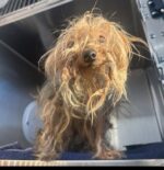 Yorkie thrown down metal slide of trash chute discovered in D.C. apartment complex