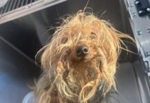 Yorkie thrown down metal slide of trash chute discovered in D.C. apartment complex