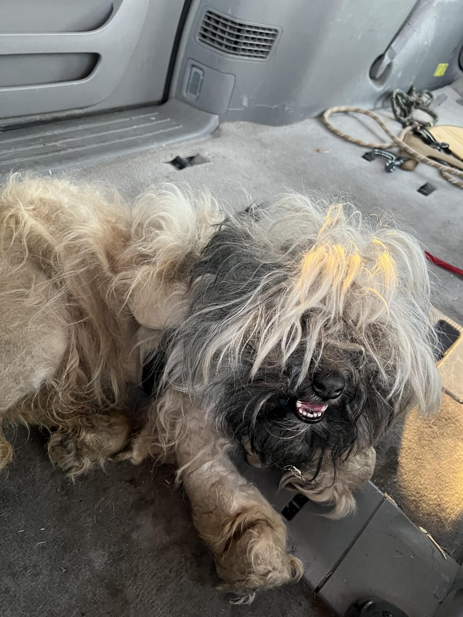 Heartbreaking: Injured pup abandoned on Arizona highway 50 miles from nowhere
