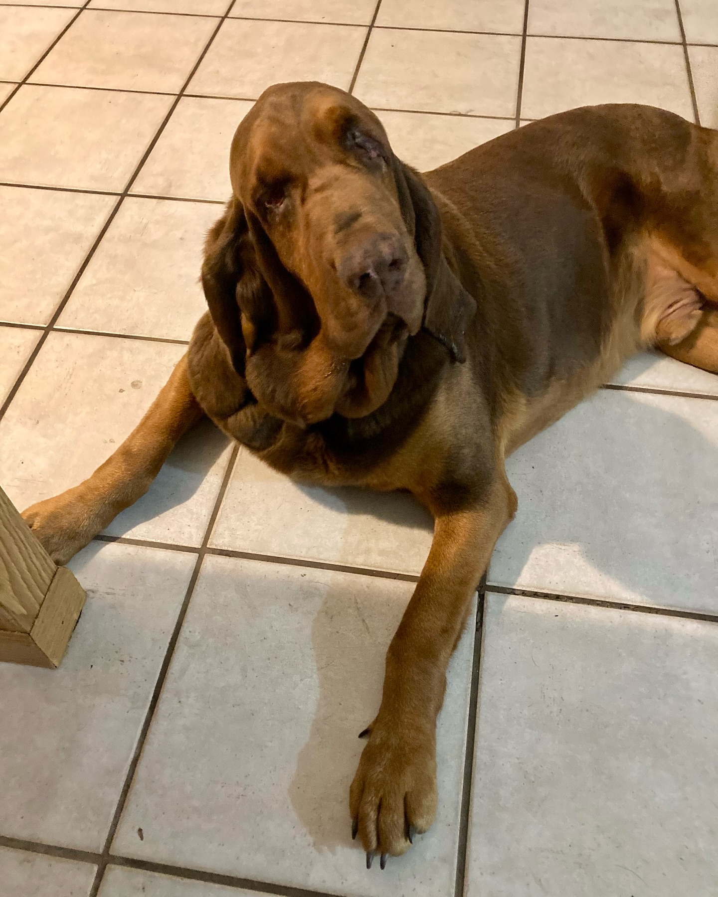 ‘Wrinkly’ bloodhound with infected eyes returned to shelter twice until his luck changed ‘Wrinkly’ bloodhound with infected eyes returned to shelter twice until his luck changed