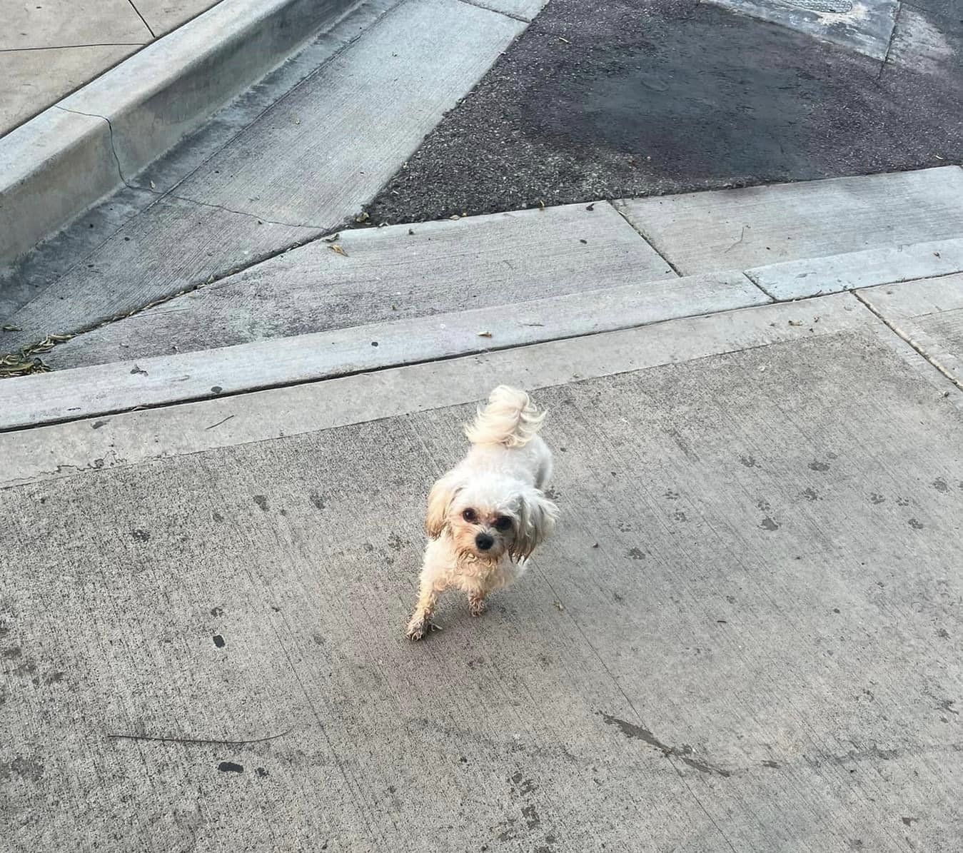 Tiny dog abandoned at scary park and everyone just took pictures of him until help arrived