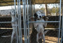 Animal Rescue Corps responds to saving 51 dogs in dire need amid nasty divorce