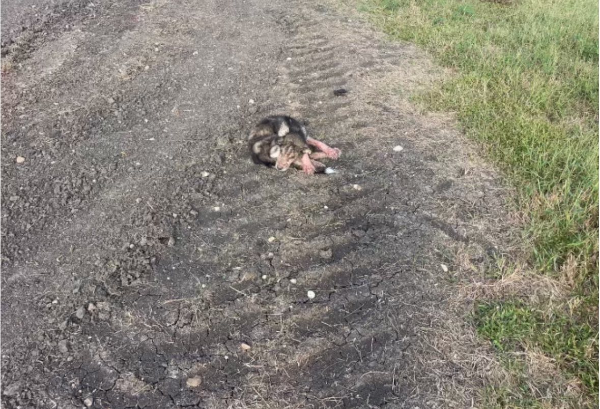 Pup takes first step towards healing after being abandoned with kennel along rural dirt road