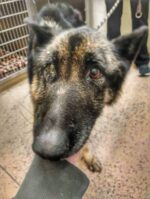 Most loyal shepherd stayed close to her deceased owner until rescuers arrived