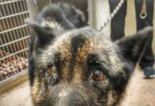 Most loyal shepherd stayed close to her deceased owner until rescuers arrived