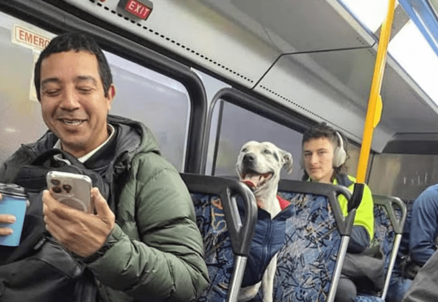 Adorable pooch captured hearts of commuters on her 24 hour whirlwind bus adventure