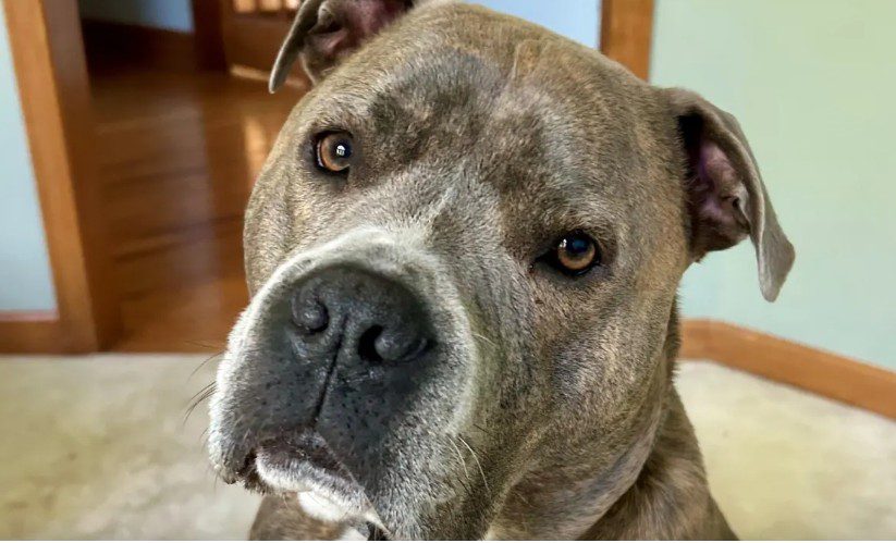 Best pup rescued from house fire leads officer to his leash before leaving