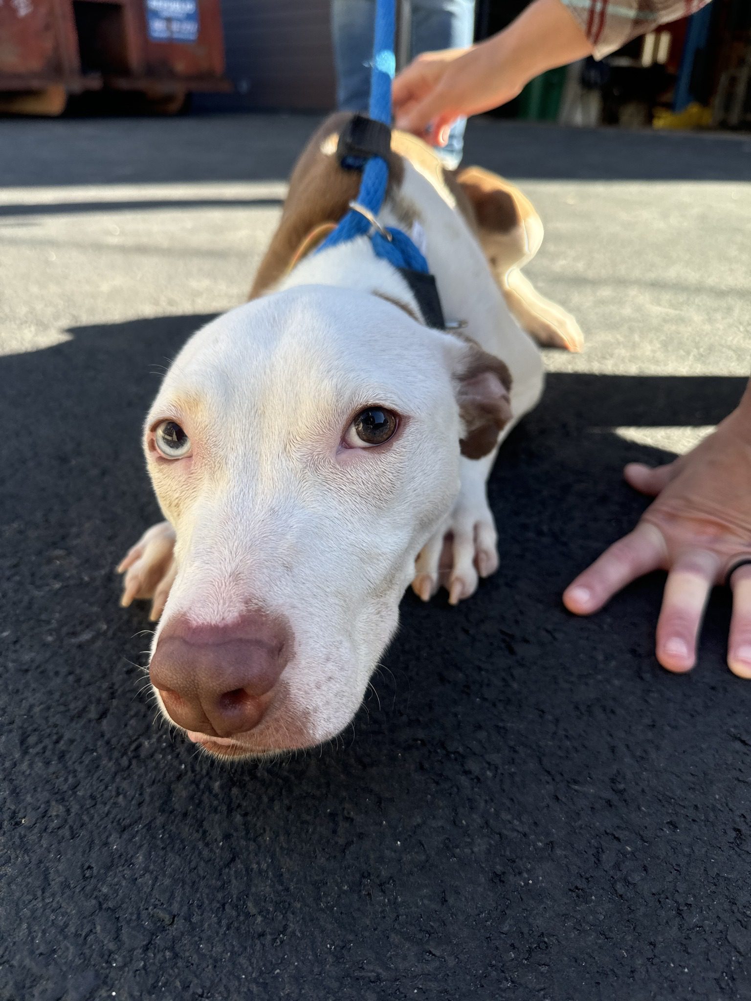 UPDATE: Skin over bones Bailey with broken soul left to perish in horror home becomes happy pup with wagging tail and new home