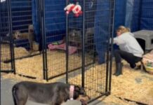 Bark Nation rescued ‘Triumphant 20’ dogs languishing in critical need from Devoted Barn Sanctuary