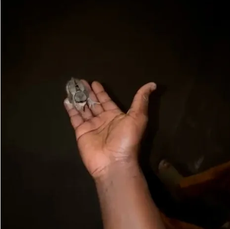 Video of man rescuing baby bird from storm drain to reunite with its mother goes viral Video of man rescuing baby bird from storm drain to reunite with its mother goes viral