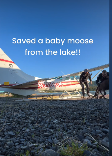 Baby moose rescued 1