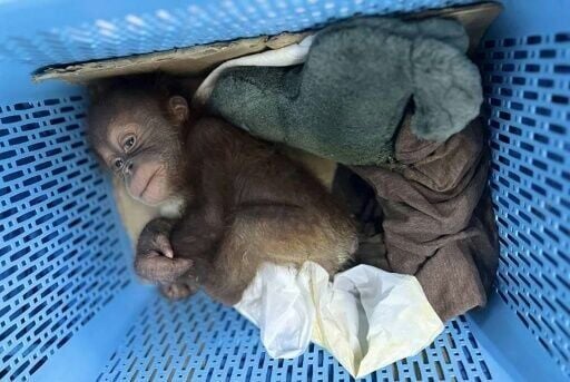 Suspect arrested for allegedly smuggling in 2 baby orangutans to sell as pets Suspect arrested for allegedly smuggling in 2 baby orangutans to sell as pets