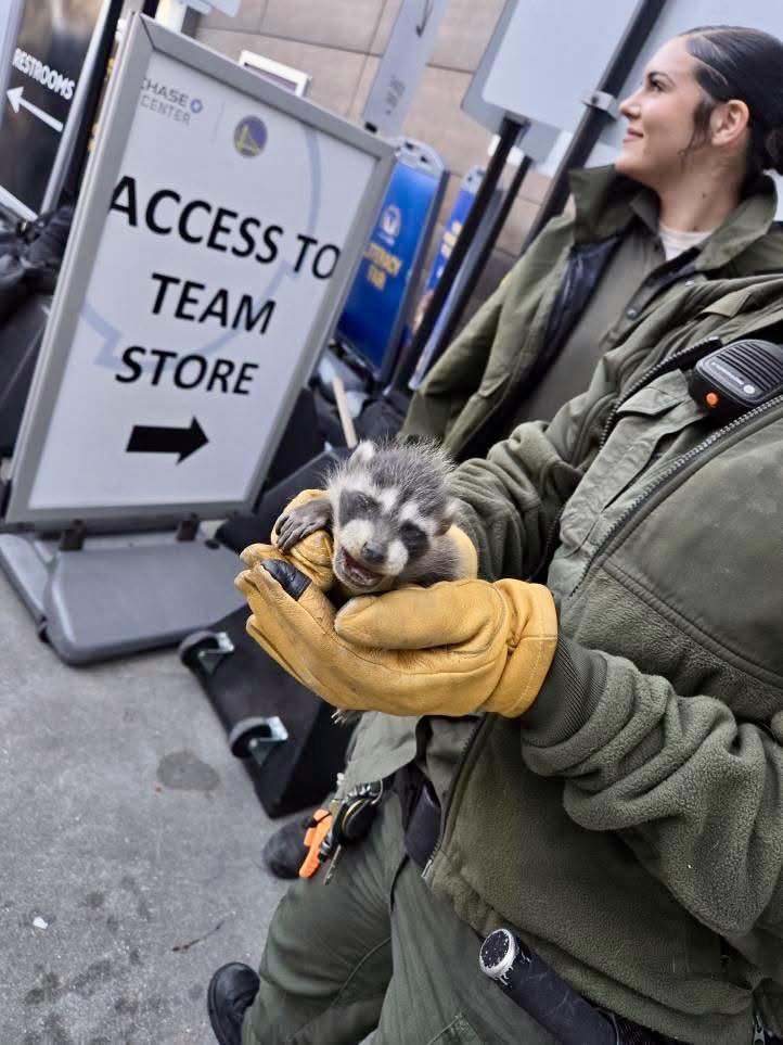 Heartwarming: 3 baby raccoons rescued from Chase Center wall in San Francisco