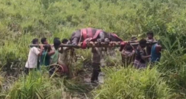 Baby rhino weighing 1500 pounds trapped in swamp brought to safety by heroic rescuers