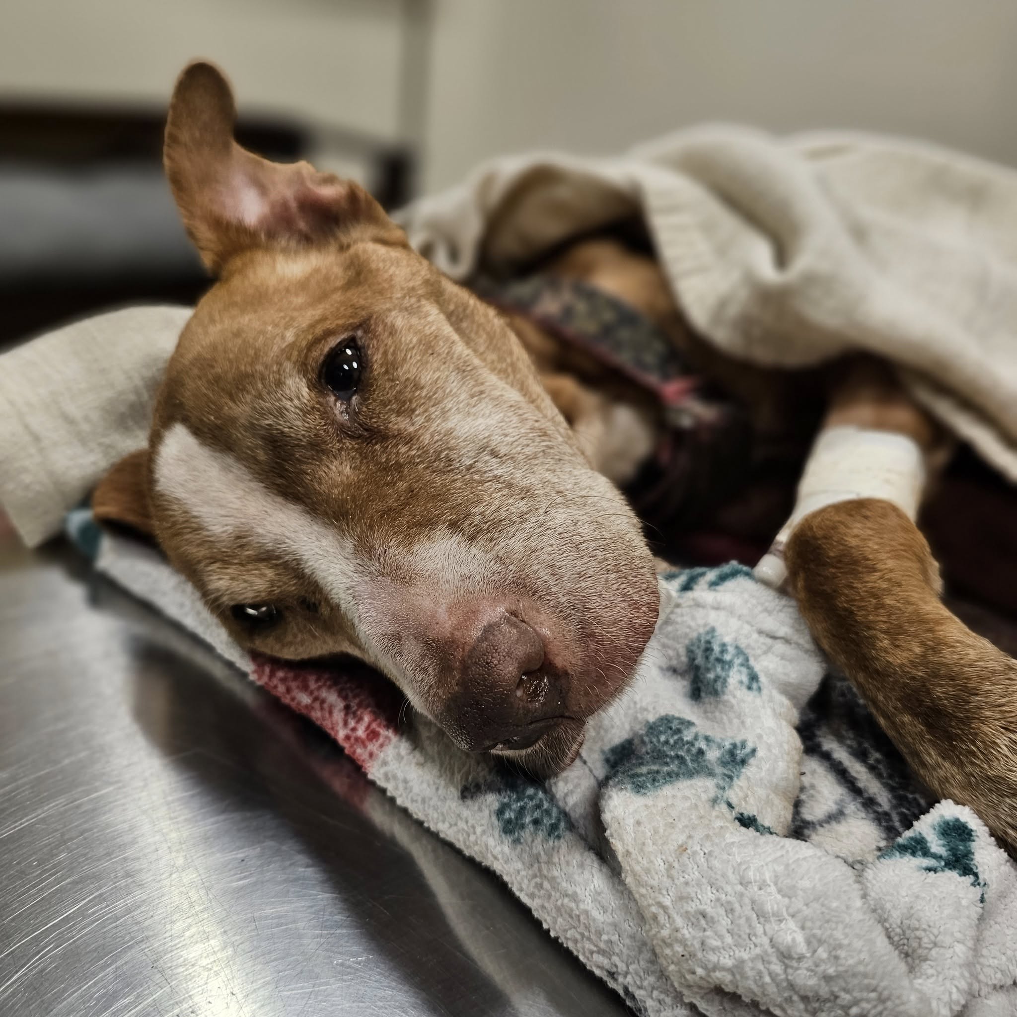 Heartbreaking: ‘Baby’ did her best to get well