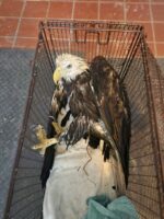 Incredible teamwork saved bald eagle after it crashed in resident’s yard
