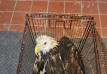 Incredible teamwork saved bald eagle after it crashed in resident’s yard