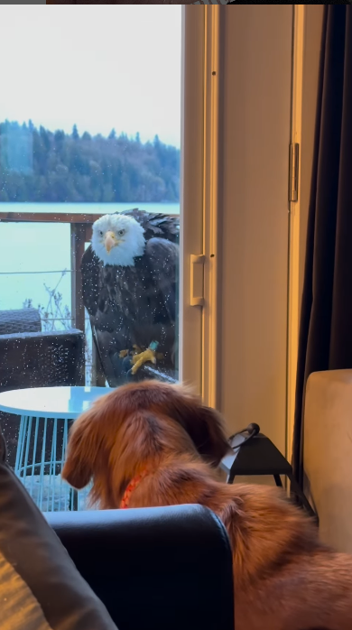 Bald eagle and family dog have unique but safe encounter Bald eagle and family dog have unique but safe encounter