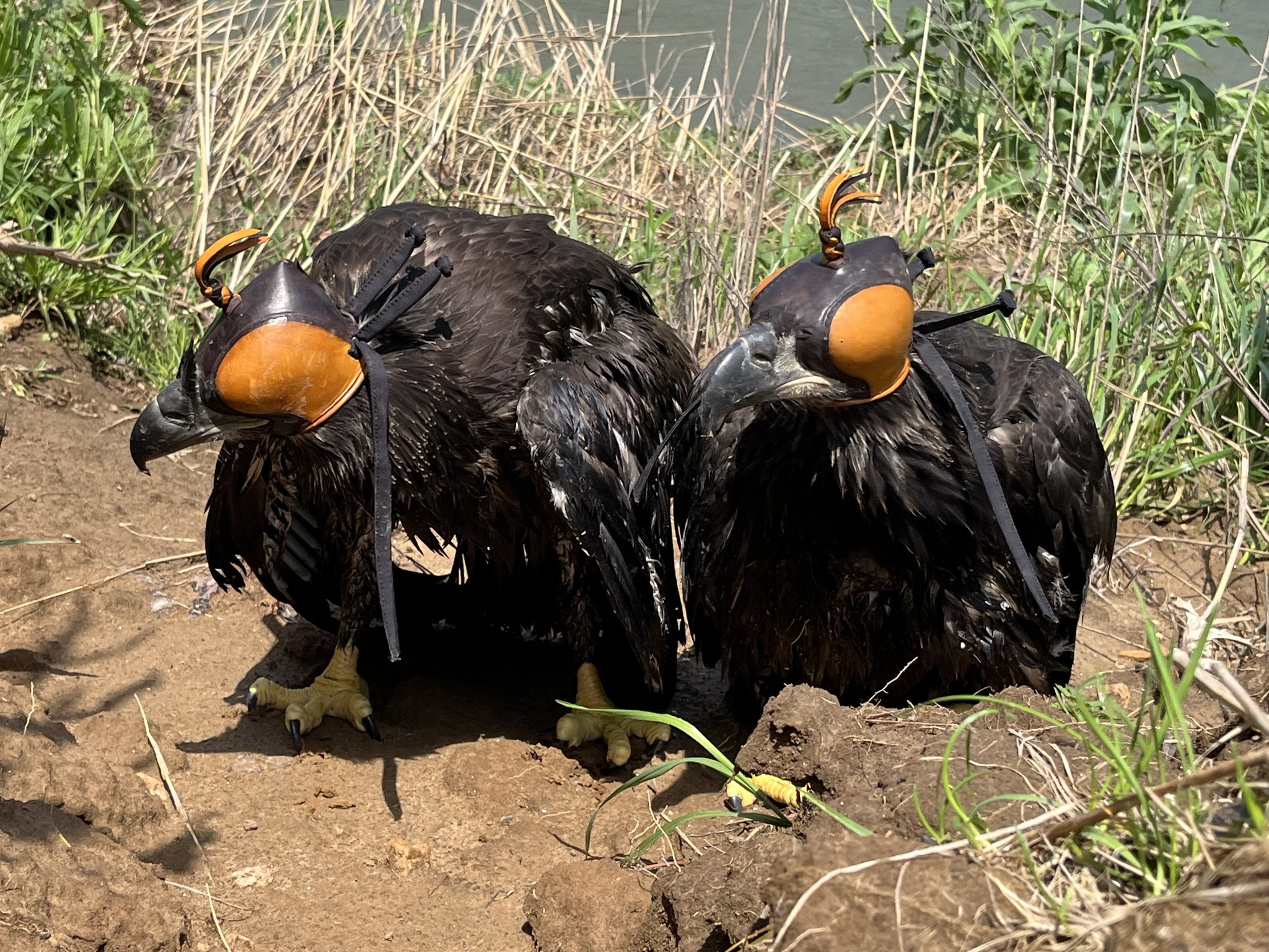 Two Bald Eagle chicks rescued after falling into riverbed