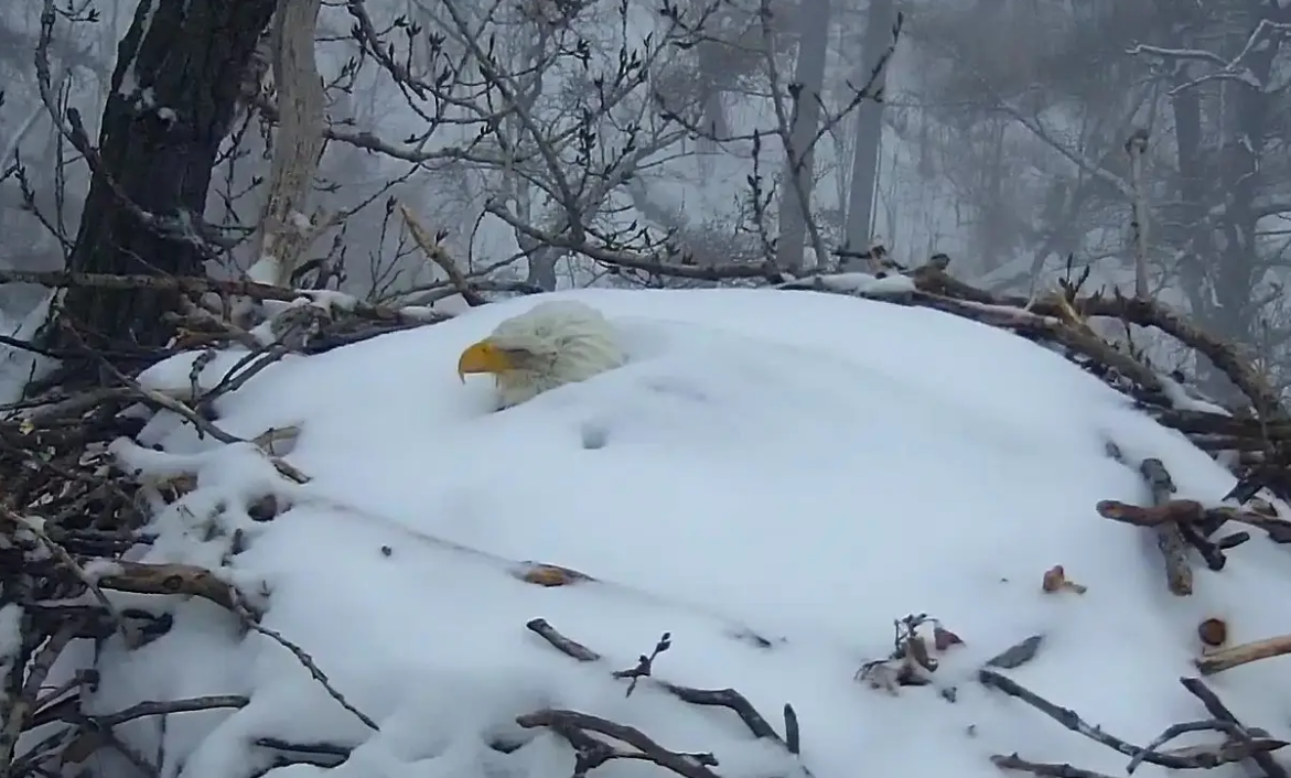 Bald eagle buried in snow maintains protective vigil over her eggs